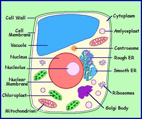 Plant Cell Organelles And Structures - Each organelle contributes in its plant cell organelles ...