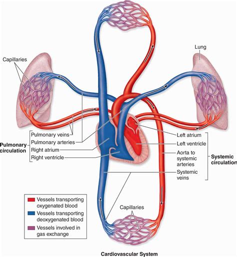 Systemic Circulation Heart