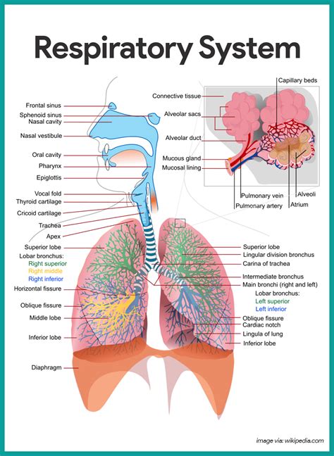 Respiratory System Anatomy and Physiology | Human respiratory system, Respiratory system anatomy ...