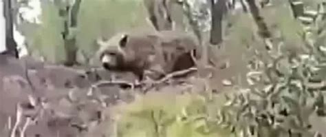 Cryptid Atlas Bear Filmed?