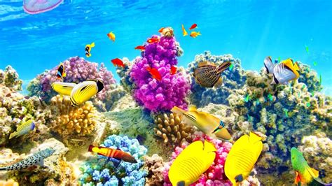 Beautiful Tropical Underwater Wallpapers - Top Free Beautiful Tropical Underwater Backgrounds ...