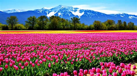 Free download TULIPS FIELD WALLPAPER 103427 HD Wallpapers [1400x785] for your Desktop, Mobile ...