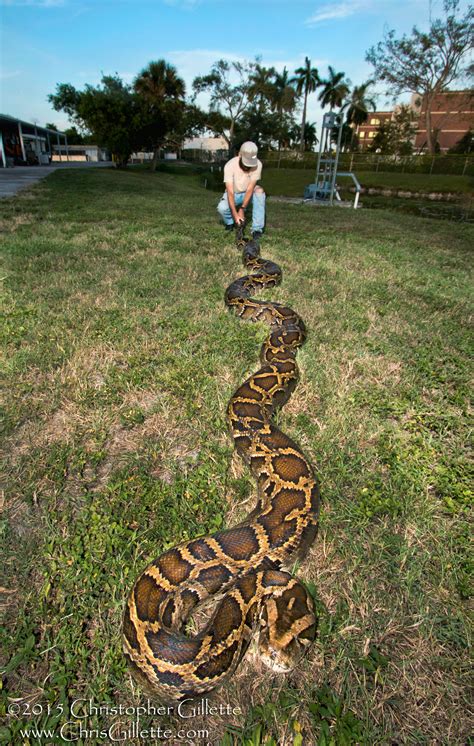 How Big Do Burmese Pythons Grow? - ReptileStartUp.com