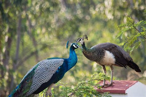 Male vs Female Peacocks: How to Tell the Difference (With Pictures) - Rested Paws