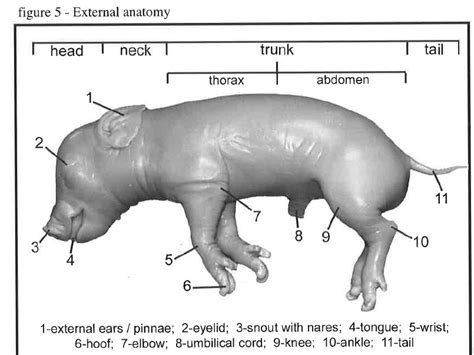 Fetal pig external anatomy | scienceforyou