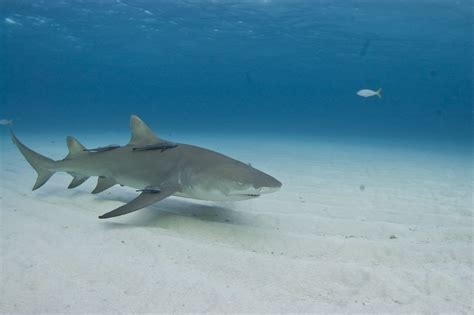 lemon – Shark Research & Conservation Program (SRC) | University of Miami