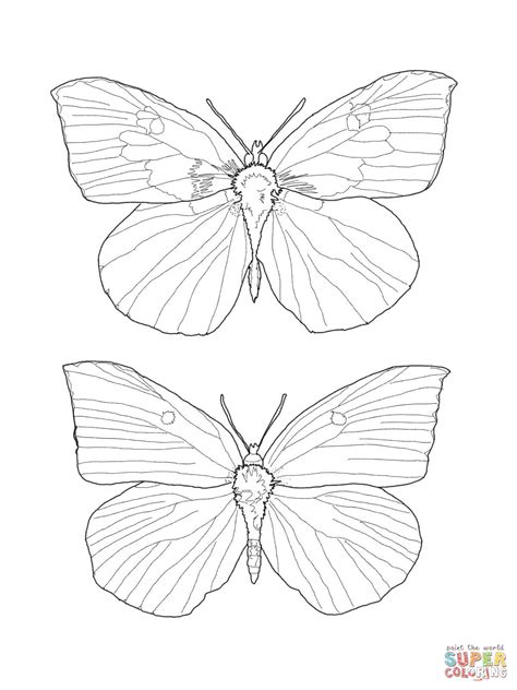 Buckeye Butterfly coloring page | Free Printable Coloring Pages