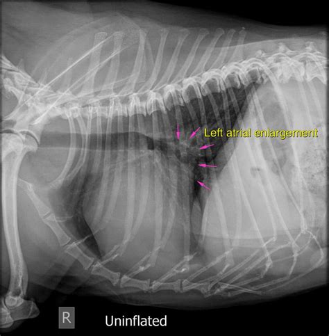 Why Do Dogs Cough With A Heart Murmur