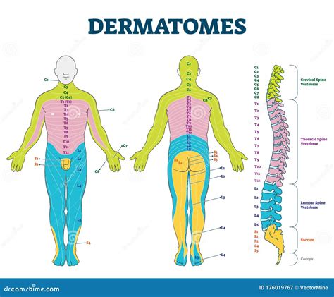 Anatomia Clipart And Illustrations