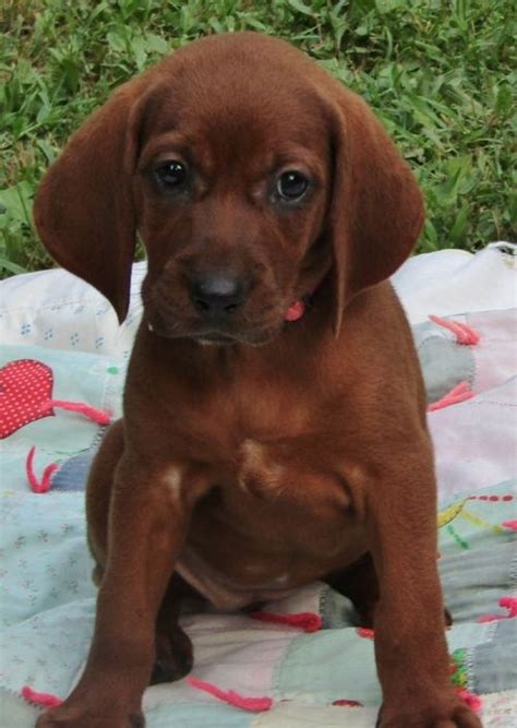 Redbone Coonhound Puppies For Sale | Los Angeles, CA #202112