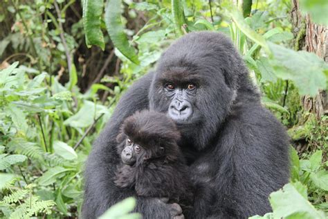 Mountain Gorillas | International Gorilla Conservation Programme (IGCP)International Gorilla ...