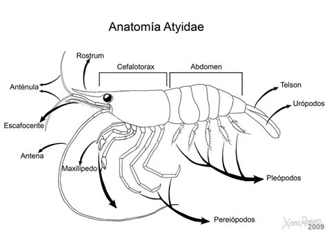 Shrimp anatomy by XRomero on DeviantArt