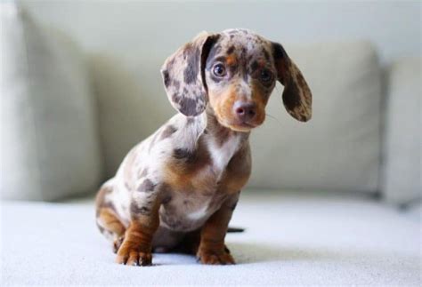 Dapple Dachshund: All You Need to Know about Dapple Doxie - K9 Web