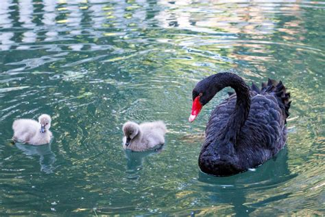 Black Swan Spiritual Meaning: Symbolism For You!