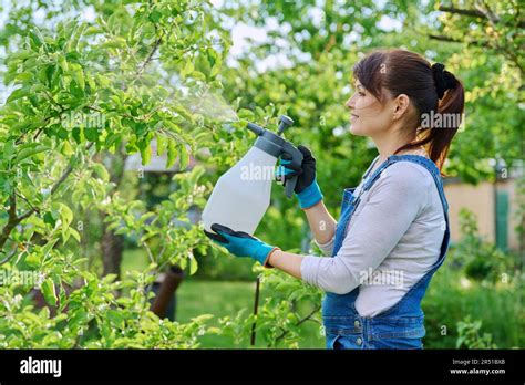 Woman spraying rose bushes in flower bed in garden, in backyard, protecting plants from pests ...