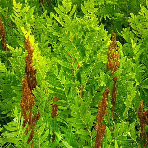 Royal Fern (Osmunda regalis) | K. van Bourgondien