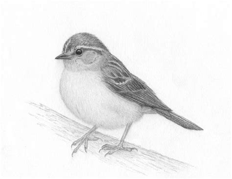 Realistic Pencil Drawings of Birds - Fine Art Blogger | Bird pencil drawing, Bird drawings, Bird ...