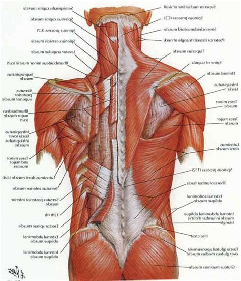 Back Muscle Diagram Female Anatomy Muscle Human Body Muscles