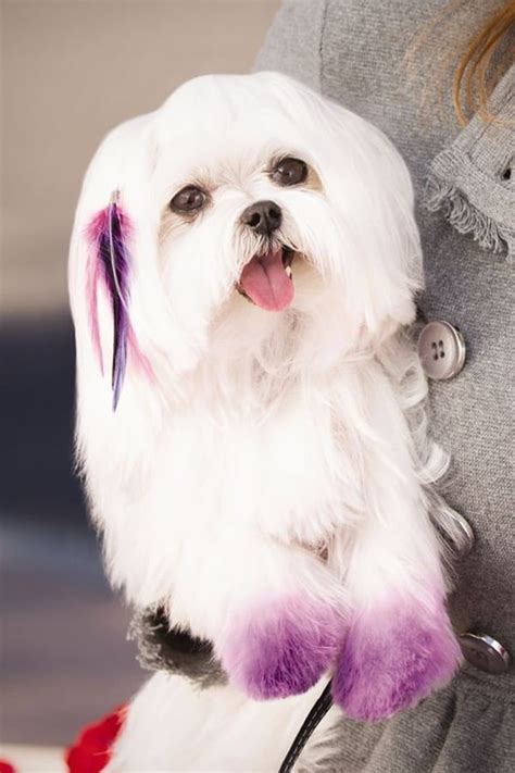 30 Different Dog Grooming Styles - Tail and Fur