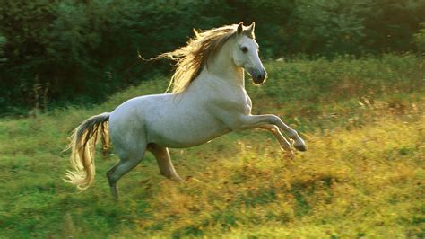 White Horse Wallpapers, Pictures, Images