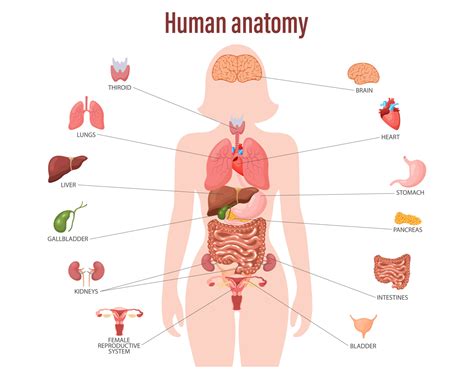 The Human Body: The Organs www.liquidpictures.com