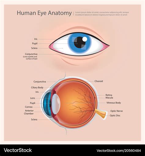 Human eye anatomy Royalty Free Vector Image - VectorStock