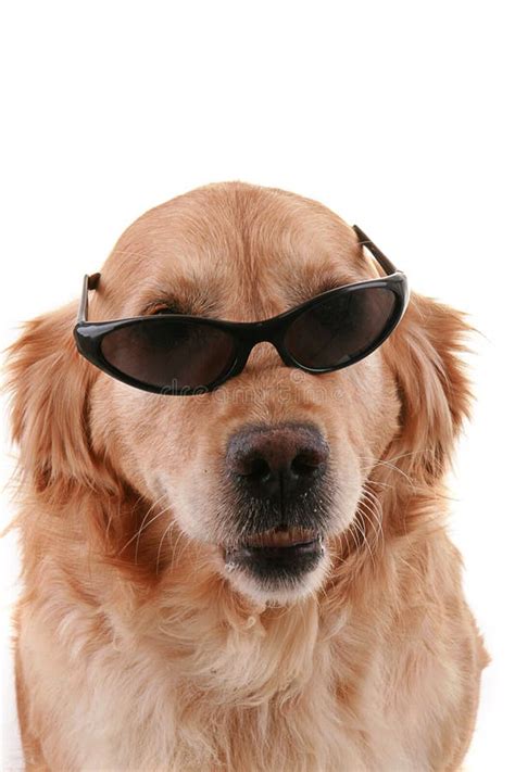 Dog And Sunglasses Stock Images - Image: 13357724