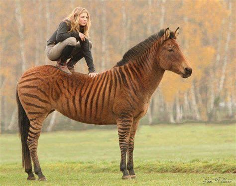 This is a Zorse, a zebra/horse hybrid : r/woahdude