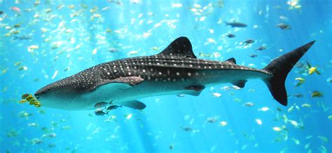 File:Whale shark Georgia aquarium.jpg - Wikipedia, the free encyclopedia