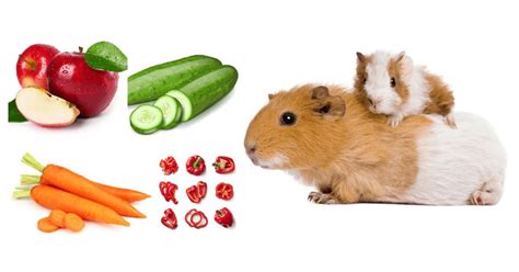 6 Best Guinea Pig Treats | Guinea Pig Tips