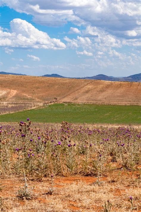 Australian Outback Landscape Stock Image - Image of yellow, outback: 104997257