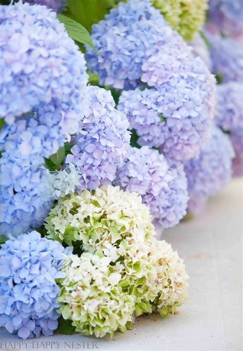 Pruning Endless Summer Hydrangeas - Happy Happy Nester