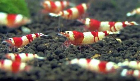 Number of keeping shrimp in an aquarium with fish