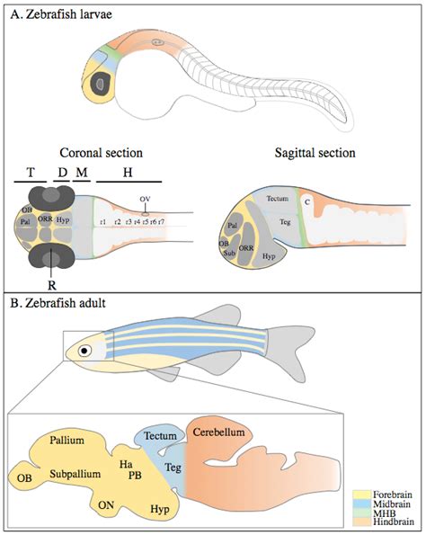 Zebrafish Embryo Anatomy