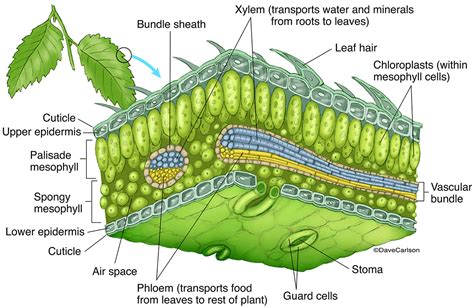 Leaf Structure | Carlson Stock Art