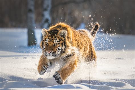 Cute Tiger Cub Running, HD Animals, 4k Wallpapers, Images, Backgrounds, Photos and Pictures