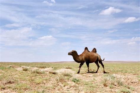 Woman Walks Across Gobi Desert, Into Record Books | Live Science