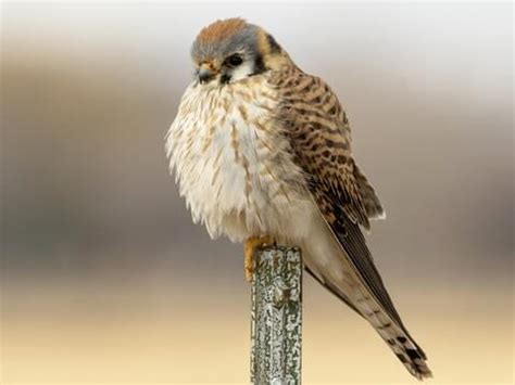 American Kestrel - NestWatch