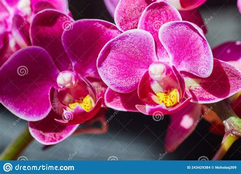 Detail of Vibrant Pink and Yellow Orchids Stock Photo - Image of orchid, romance: 243429384