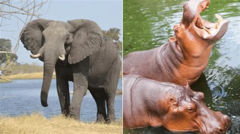 Elephant Vs. Hippo: 5 Major Comparisons - biotrux