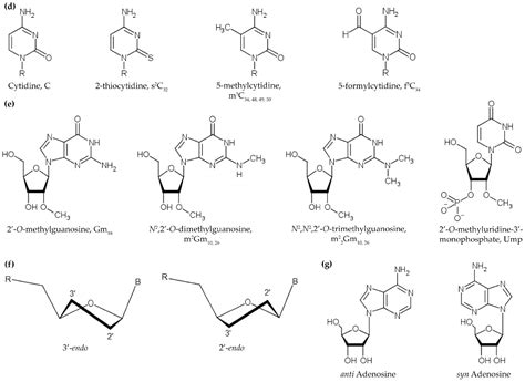 Biomolecules | Free Full-Text | Chemical and Conformational Diversity of Modified Nucleosides ...