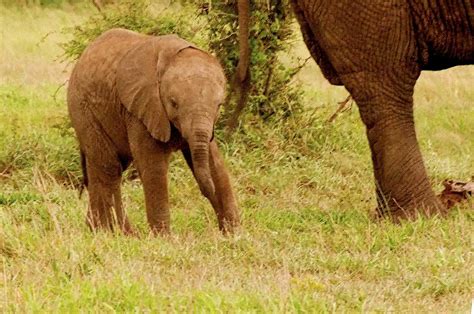 Free stock photo of africa, baby, elephant