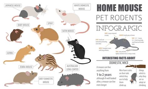 28 Common Types of Rodents In and Around Your Home