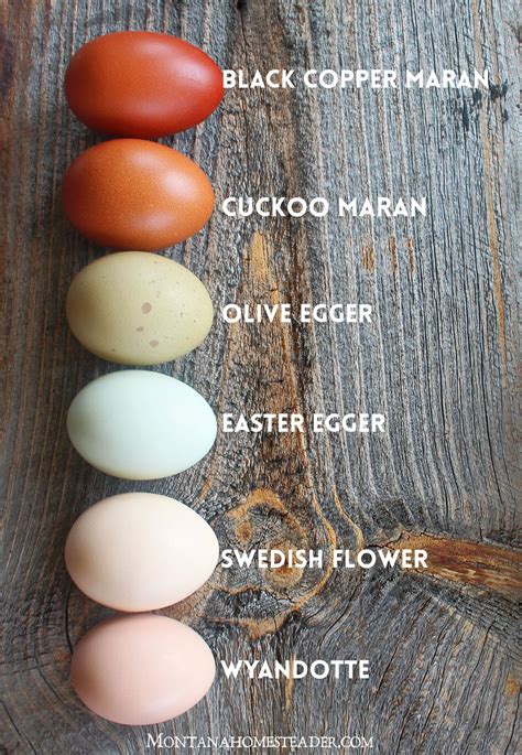 Chicken breeds for a colorful rainbow of eggs