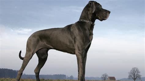 Top 20 Largest Dog Breeds – Forbes Advisor