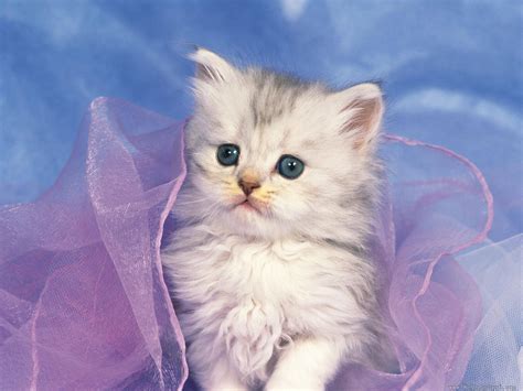 Funny Kittens Wallpapers - Wallpaper Cave