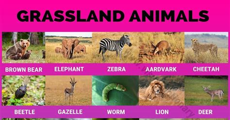 Grassland Animals