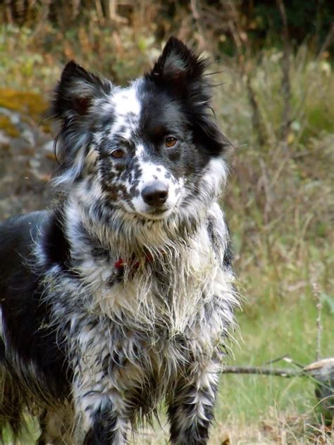 Blue Heeler Border Collie | Dog Breeds Picture