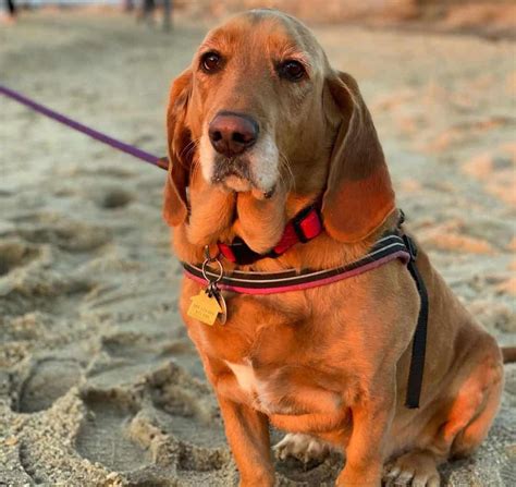 36 Basset Hound Mixes to Fall in Love with Right Now - K9 Web