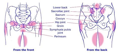 Pelvic girdle pain during pregnancy - Body Organics